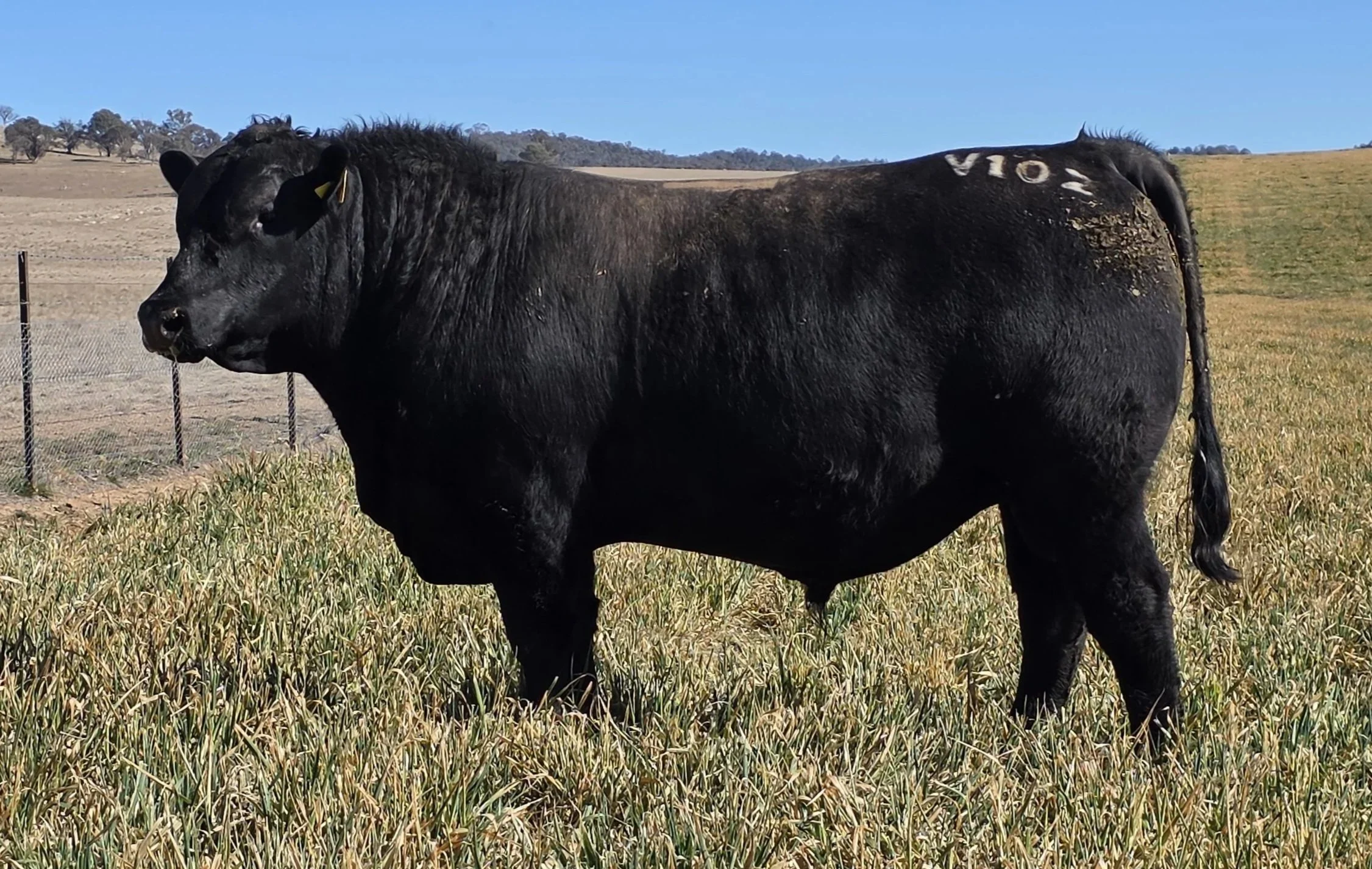 LOT 41 - NRO24V102 ROSSKIN POWERPOINT V102