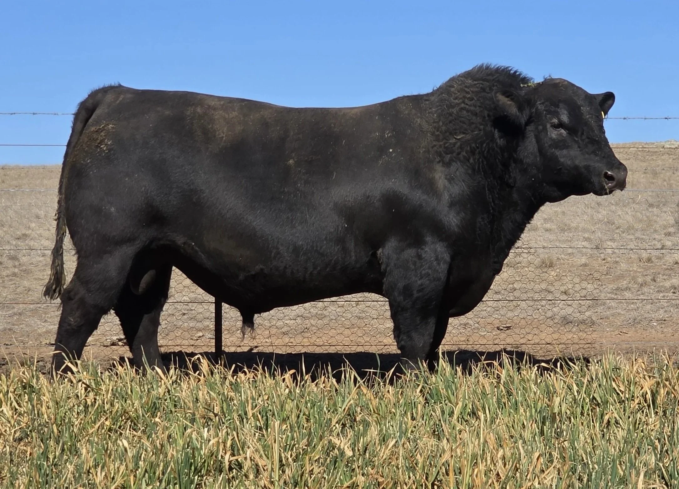 LOT 42 - NRO24V90 ROSSKIN RECTOR V90