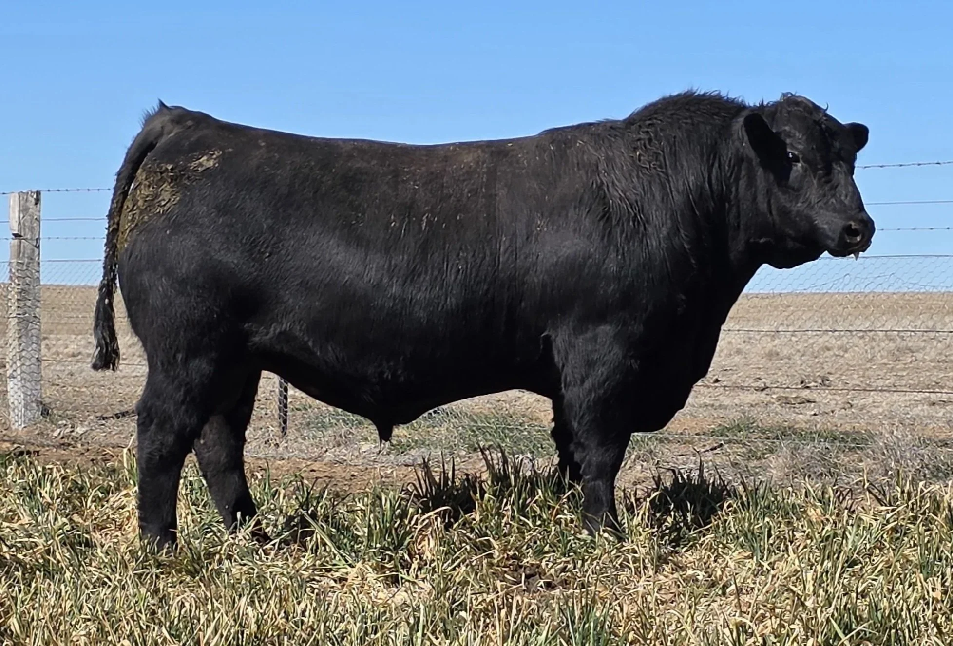 LOT 43 - NRO24V100 ROSSKIN LOTTO V100 (APR)