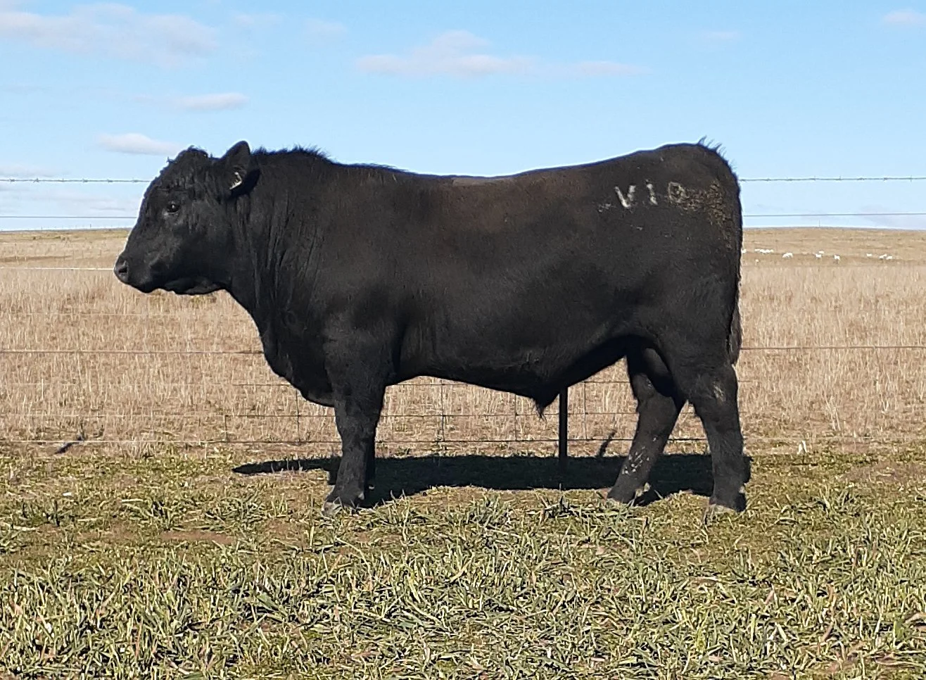LOT 16 - NRO24V10 ROSSKIN NEW GROUND V10 (APR)