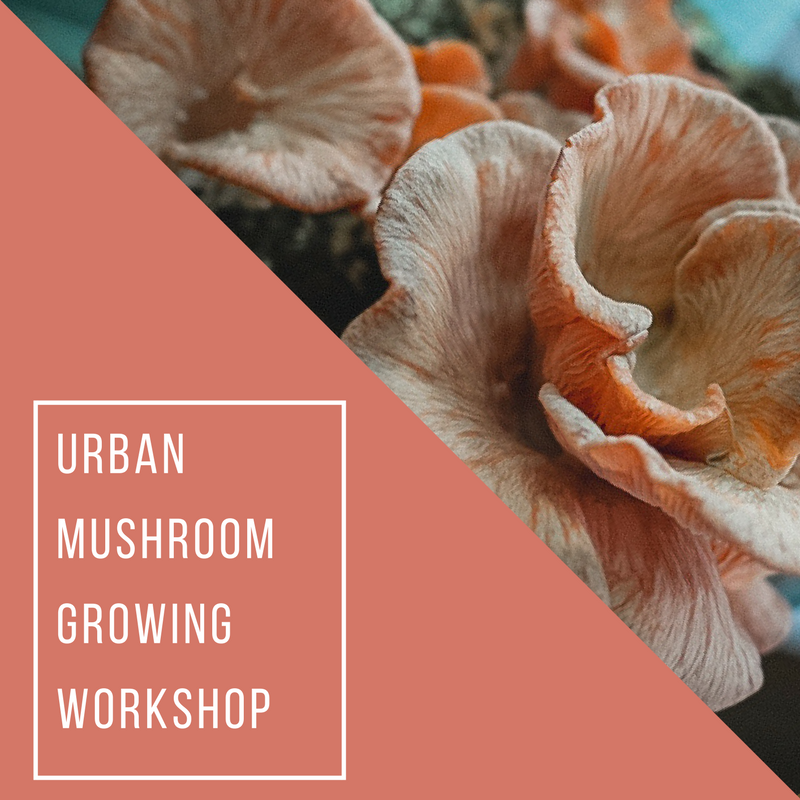 Copy of Urban Mushroom Growing