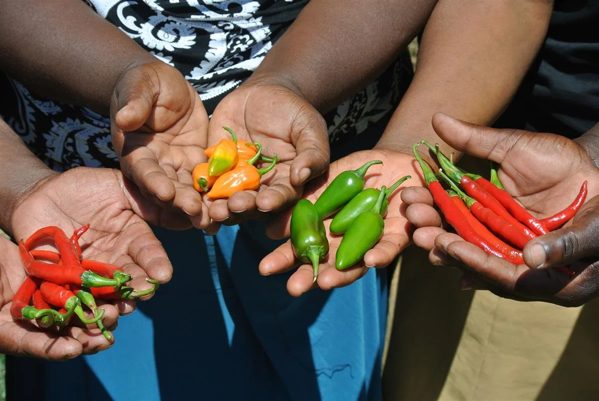 brexit chillies.jpg