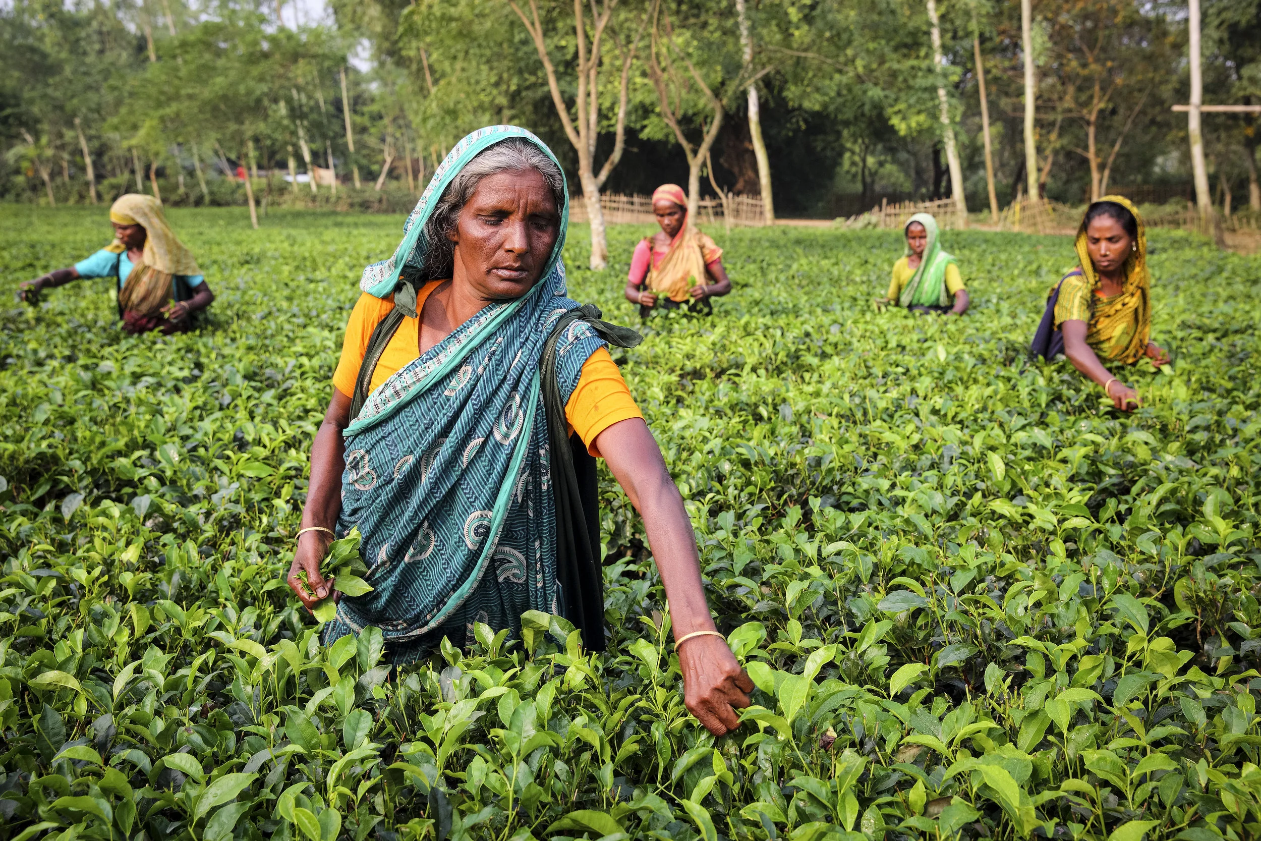 Jamiron, who took part in Traidcraft Exchange’s EqualiTea project in Bangladesh, working in a tea garden. Credit: Traidcraft Exchange/GMB Akash