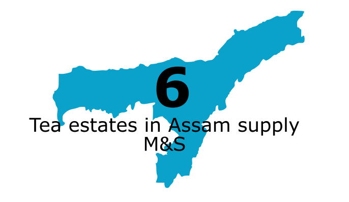 M and S.png