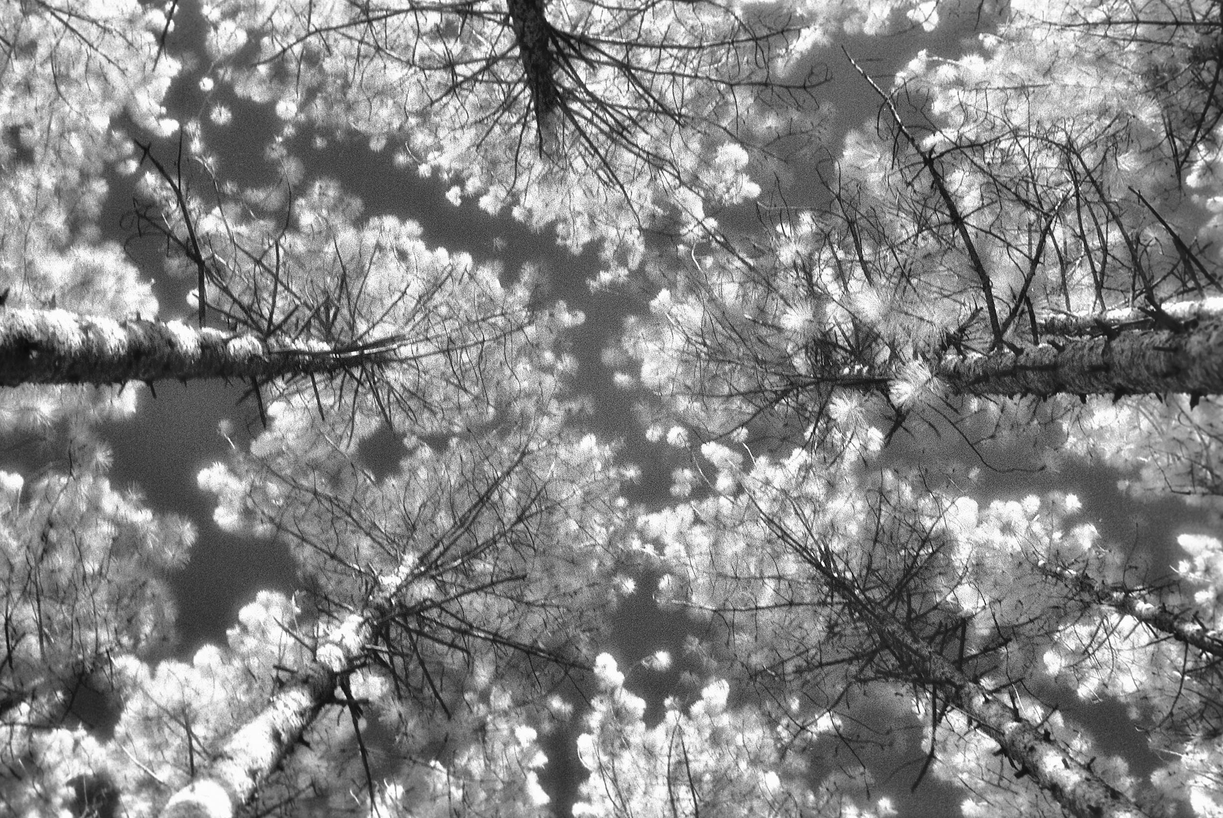 infrared-tree-tops-FLAT.jpg