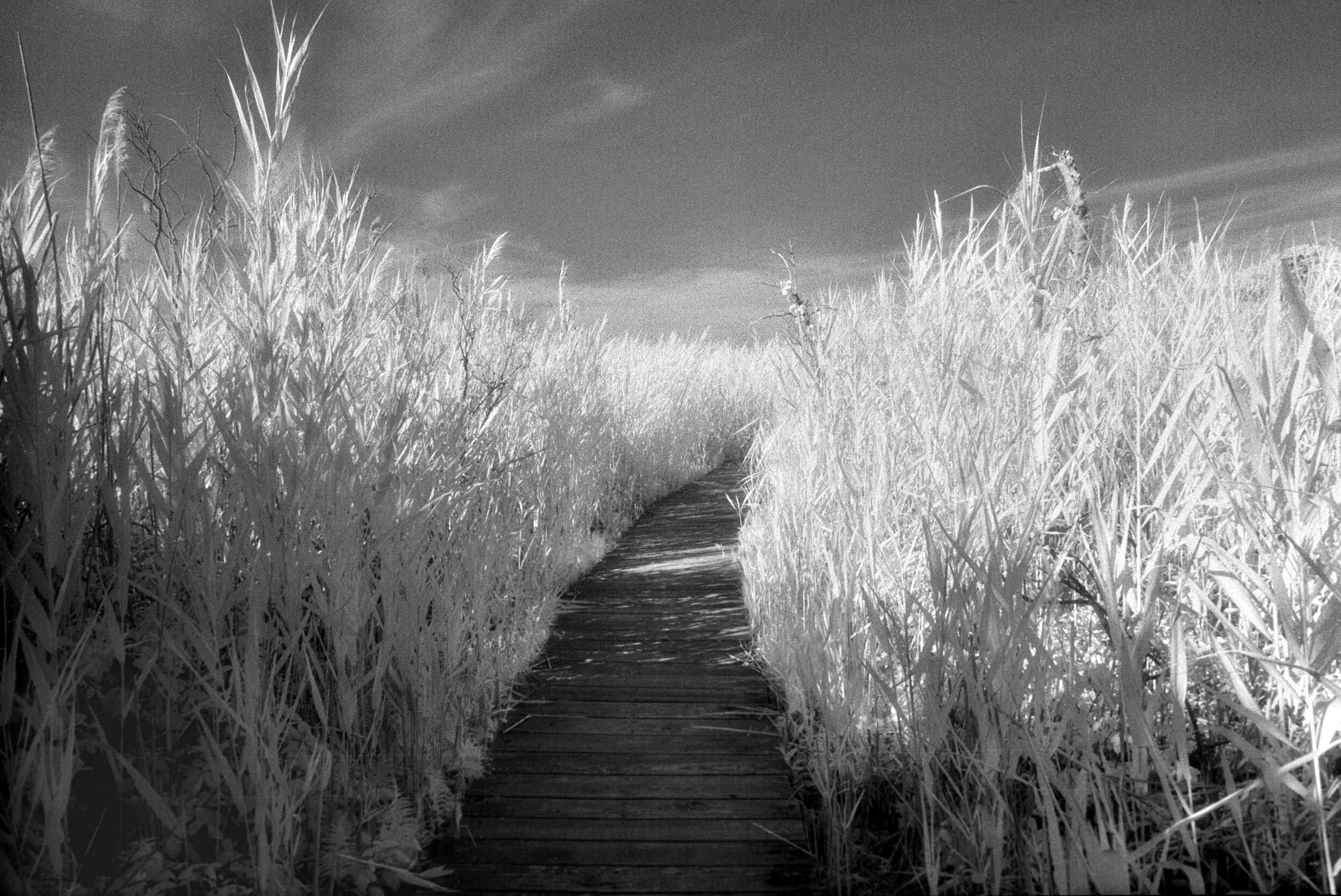 infrared-trail-16-FLAT.jpg