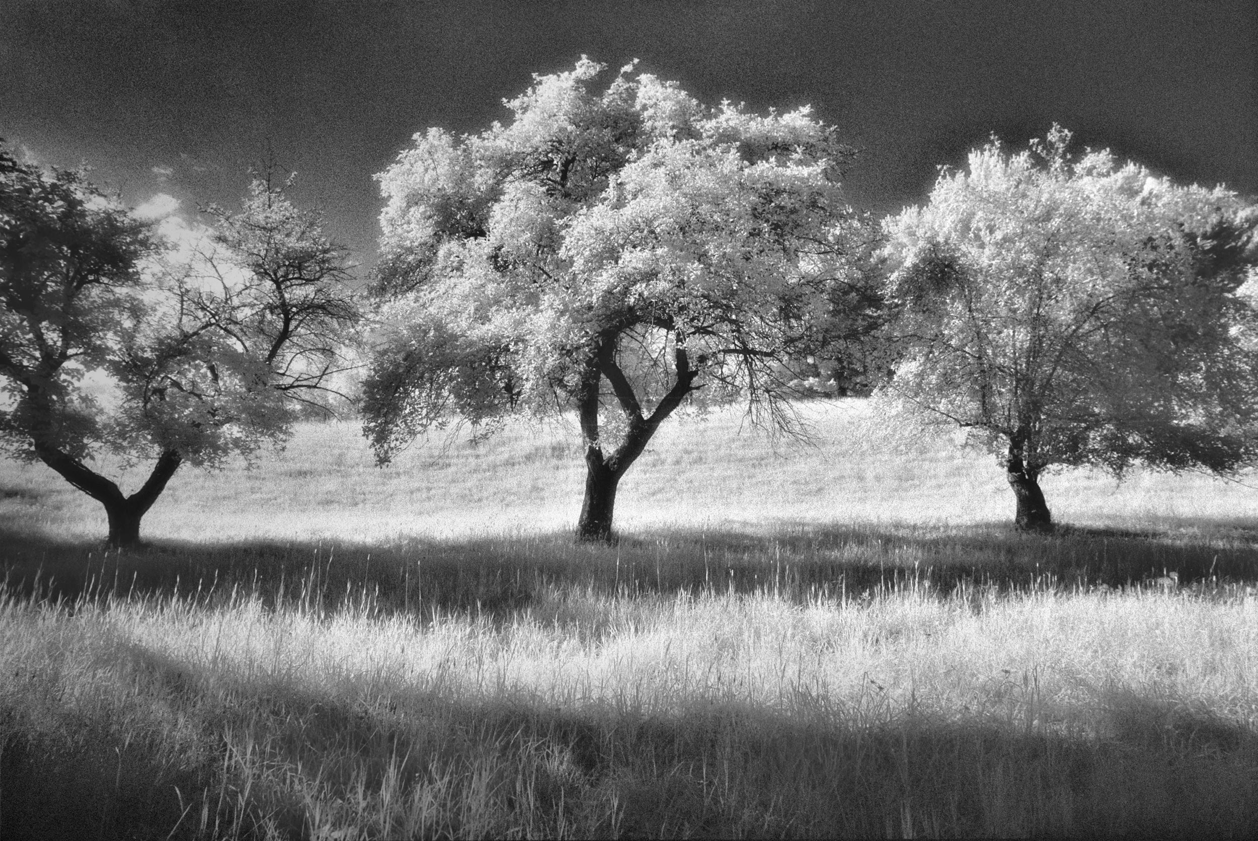 infrared-apple-trees-16.jpg