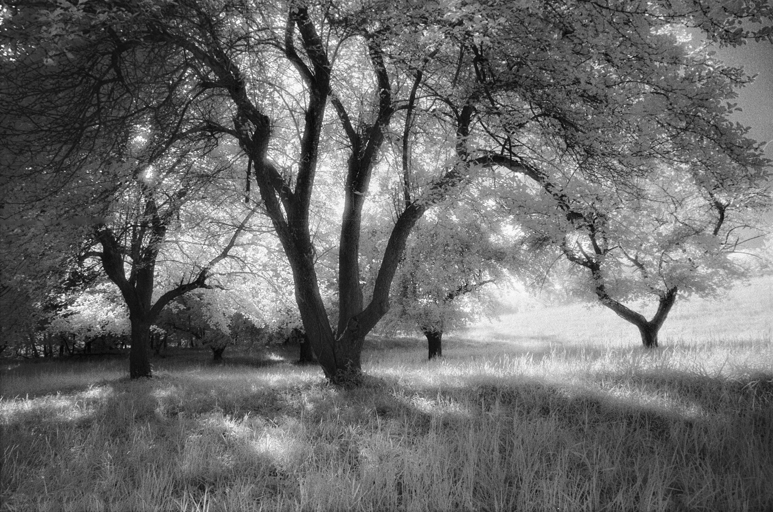 infrared-apple-trees-4,16.jpg