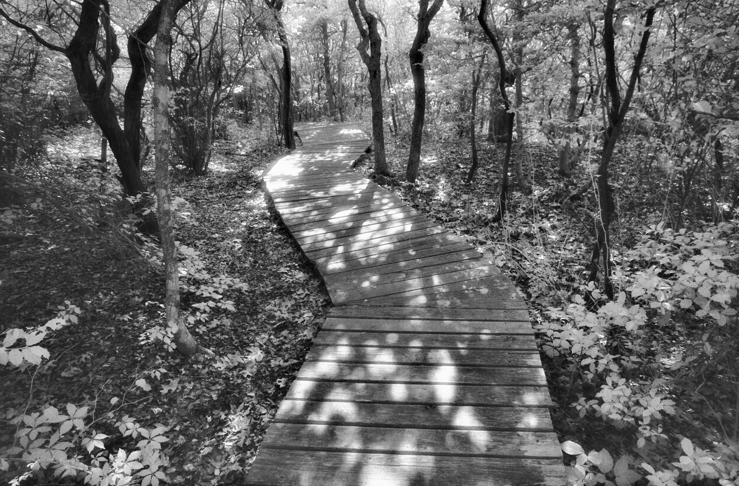 infrared-trail-sunken-forest-16.jpg