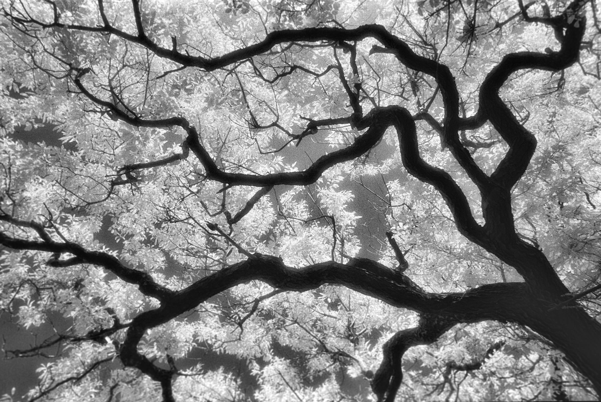 infrared-tree-16.jpg