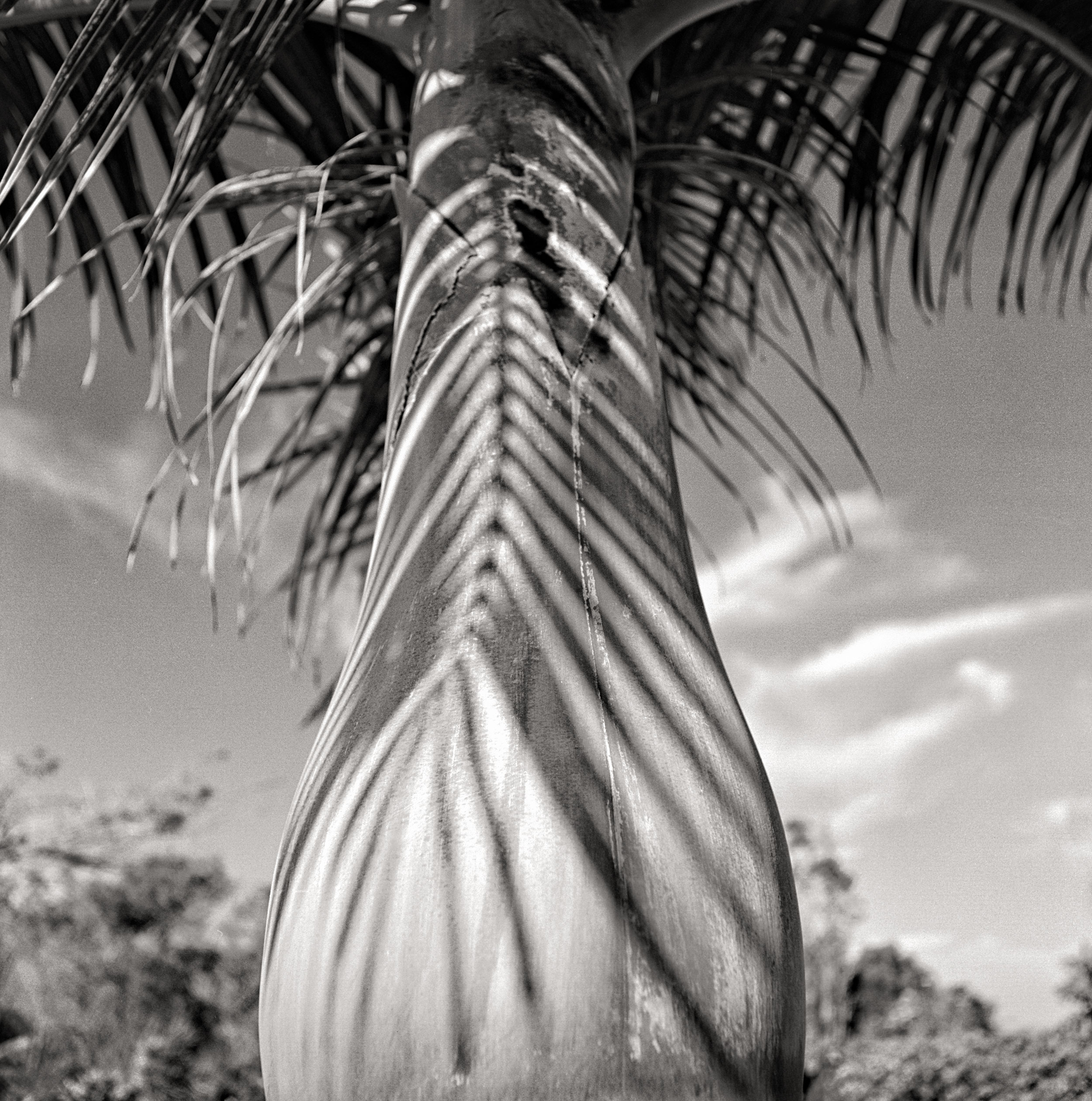 palm-shadow-tonal.jpg