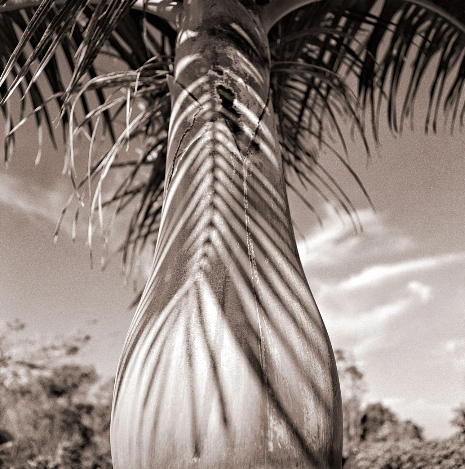 palm-shadow-tonal.jpg