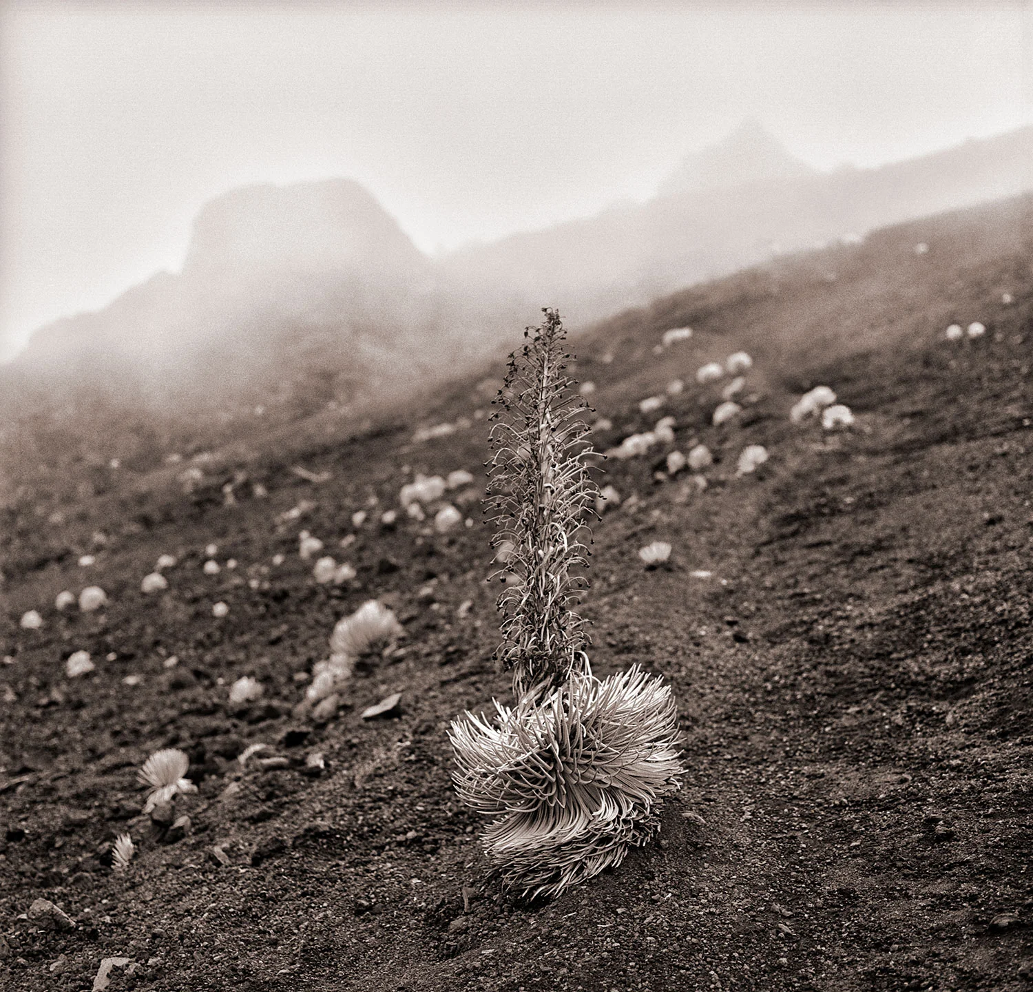 silversword-14-bit.jpg