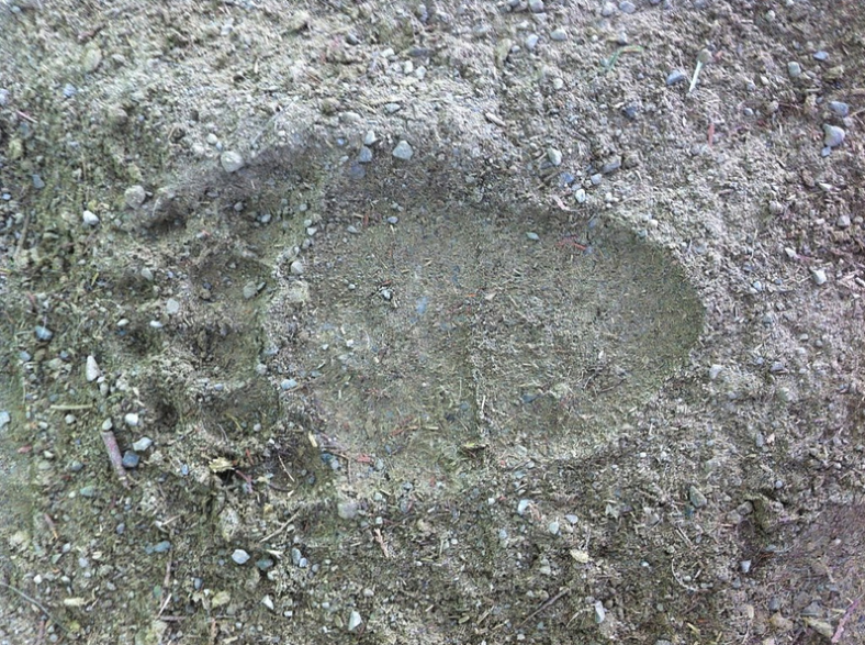 Bear footprint.png