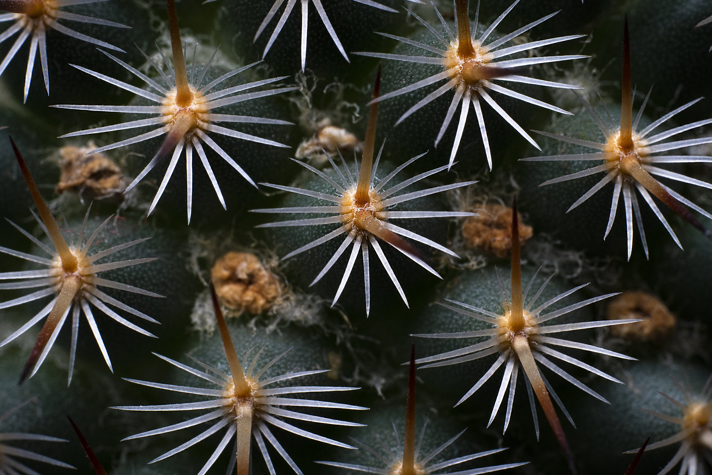 Glochid - The Cactus Thorns.jpg