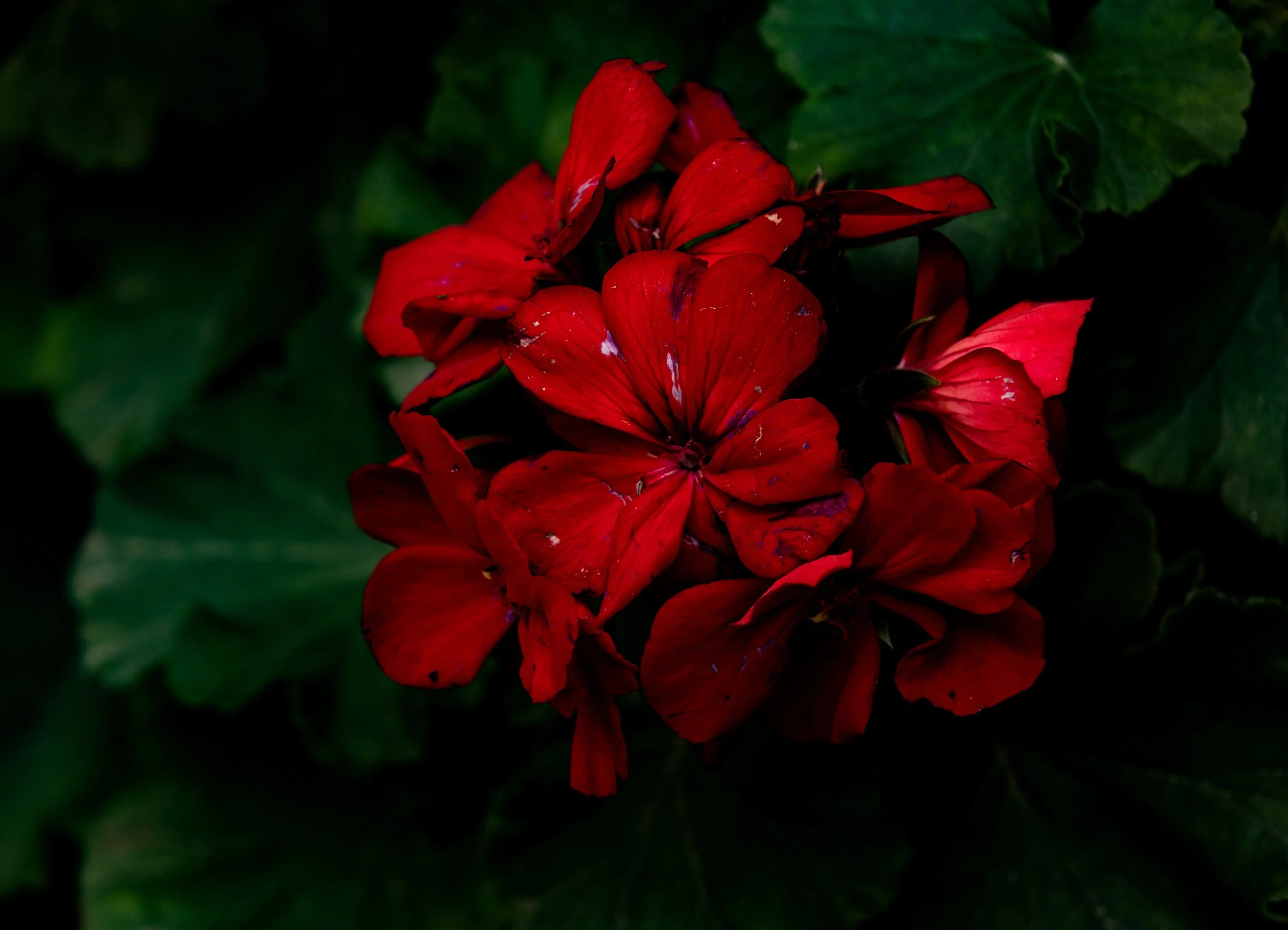 c0915384_5 colors_2024.jpg