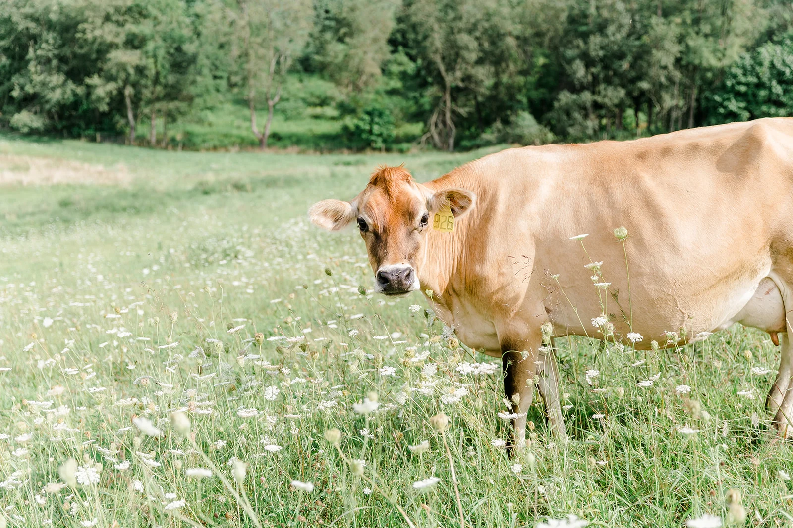 Creambrook Farm 2019-139_websize.jpg