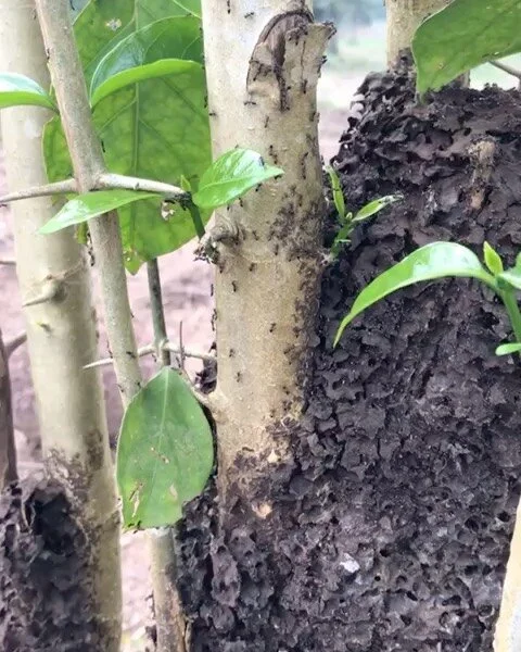 ANTS and agriculture&hellip;
The Biological Engineers of Soil!
Ants are recognized as one of the major sources of soil disturbance world-wide. However, this view is largely based on isolated studies and qualitative reviews. 

In studies Ant nests sho