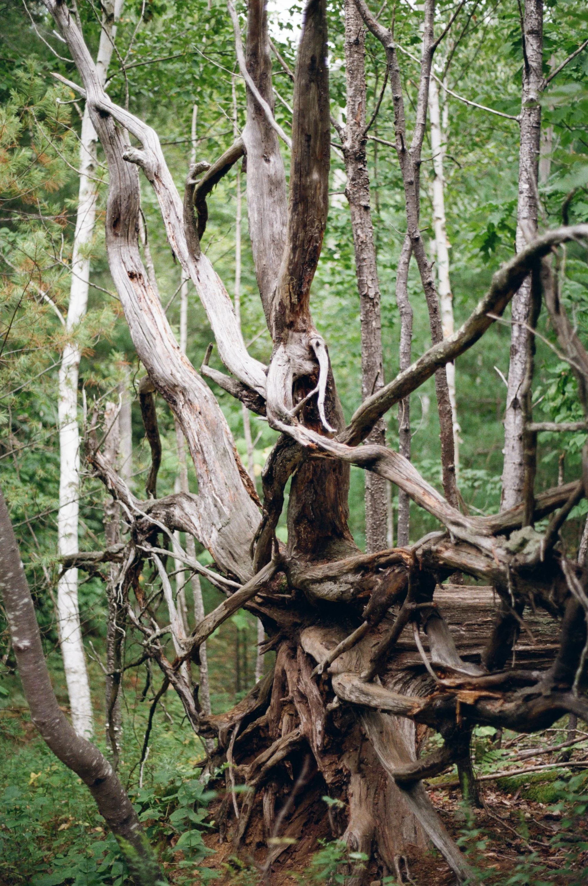 47102e10f5fcd67b5c08e6dcb1cbee78