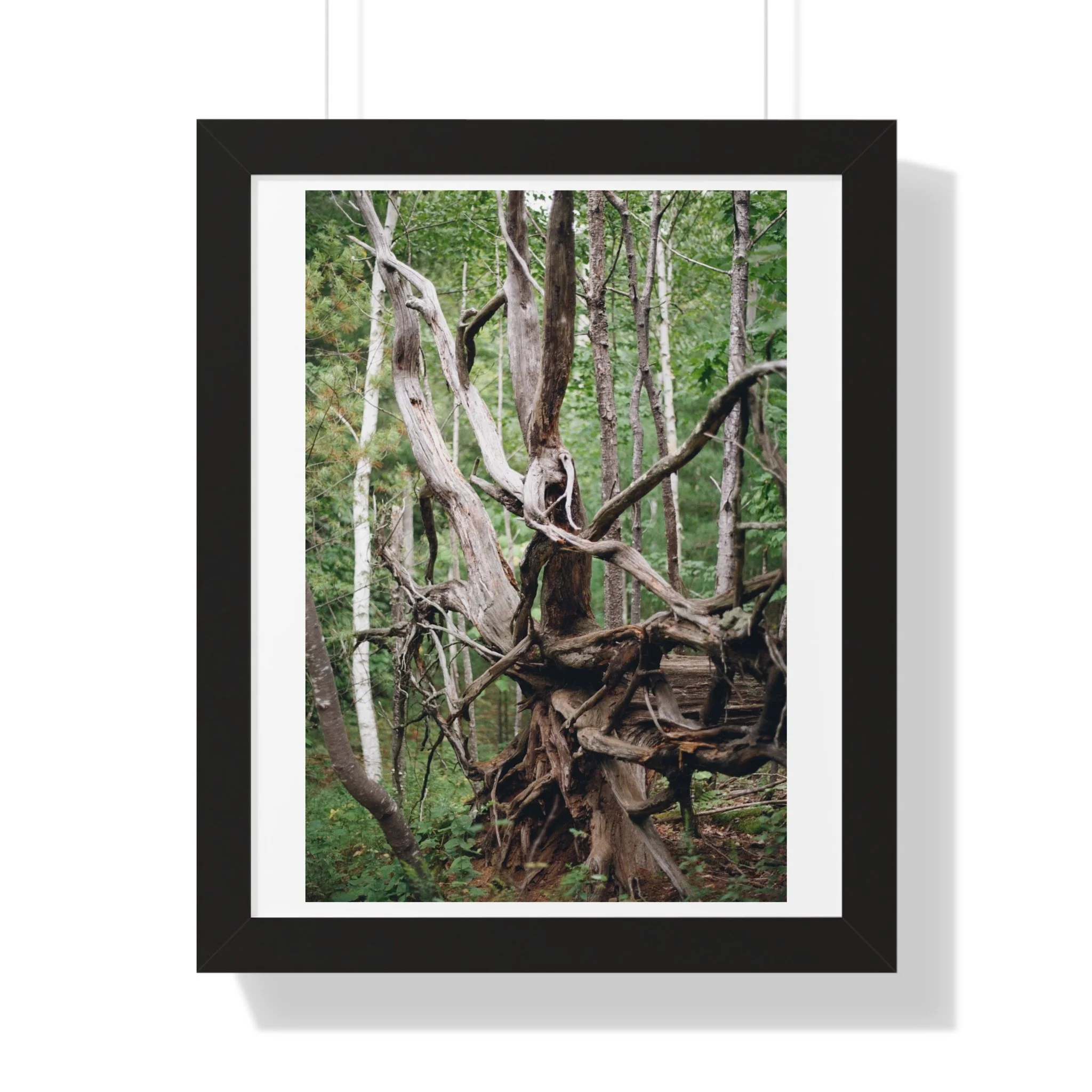 11b5dc1c0700a18e2b848ffb277a7754