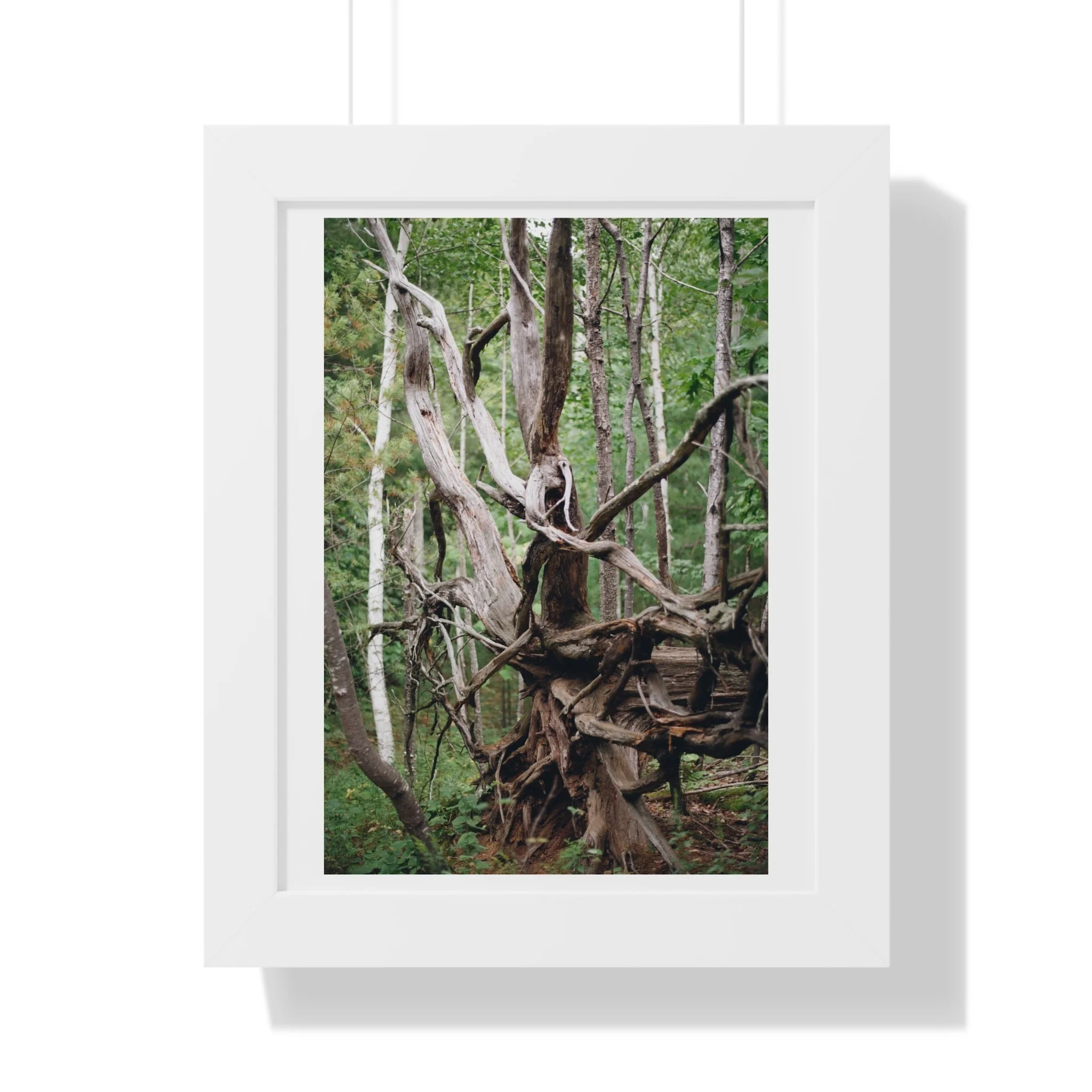 9905e8078a94042f57229e19d0ddef33