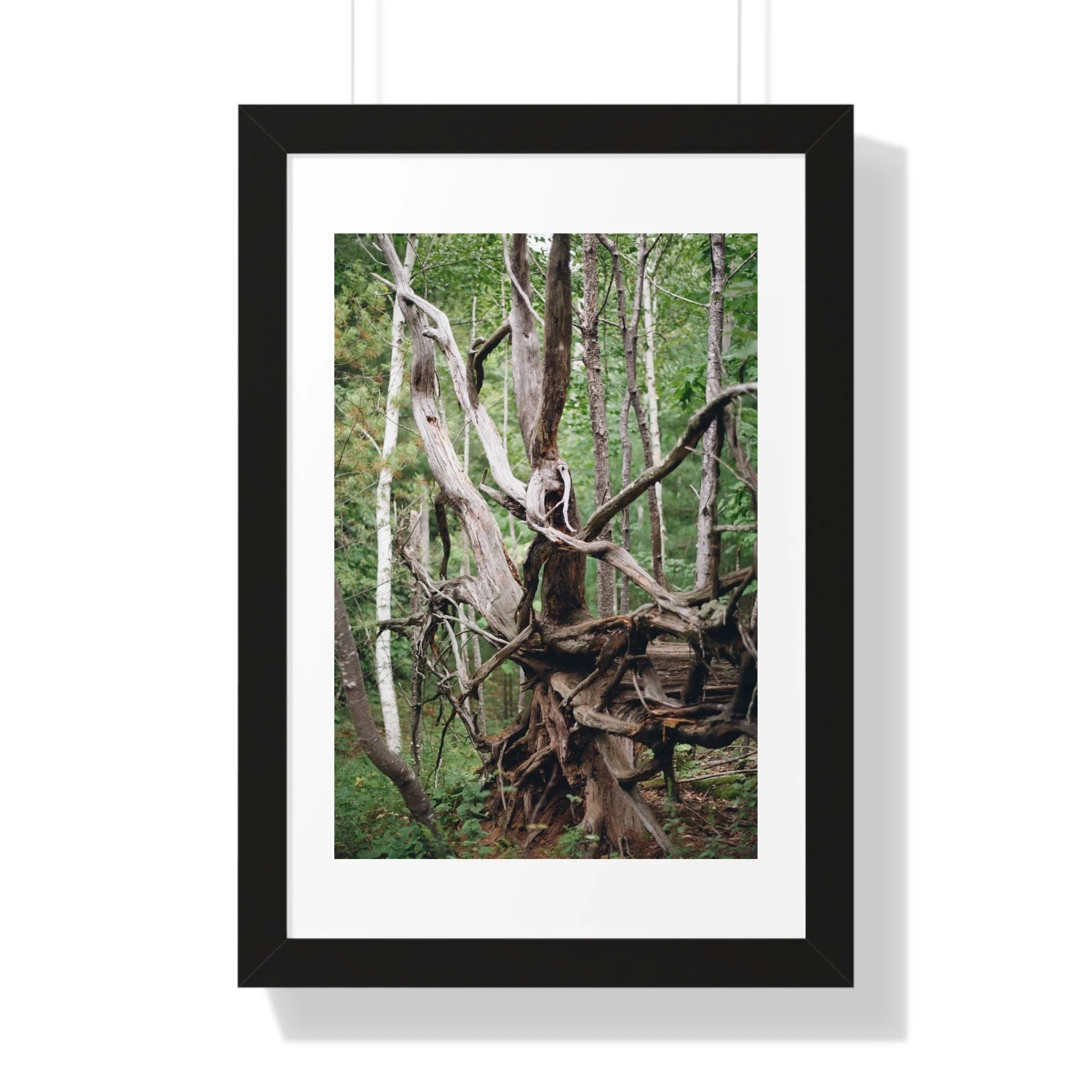 5521bfab78d0cf32c69bf34afd8b0955