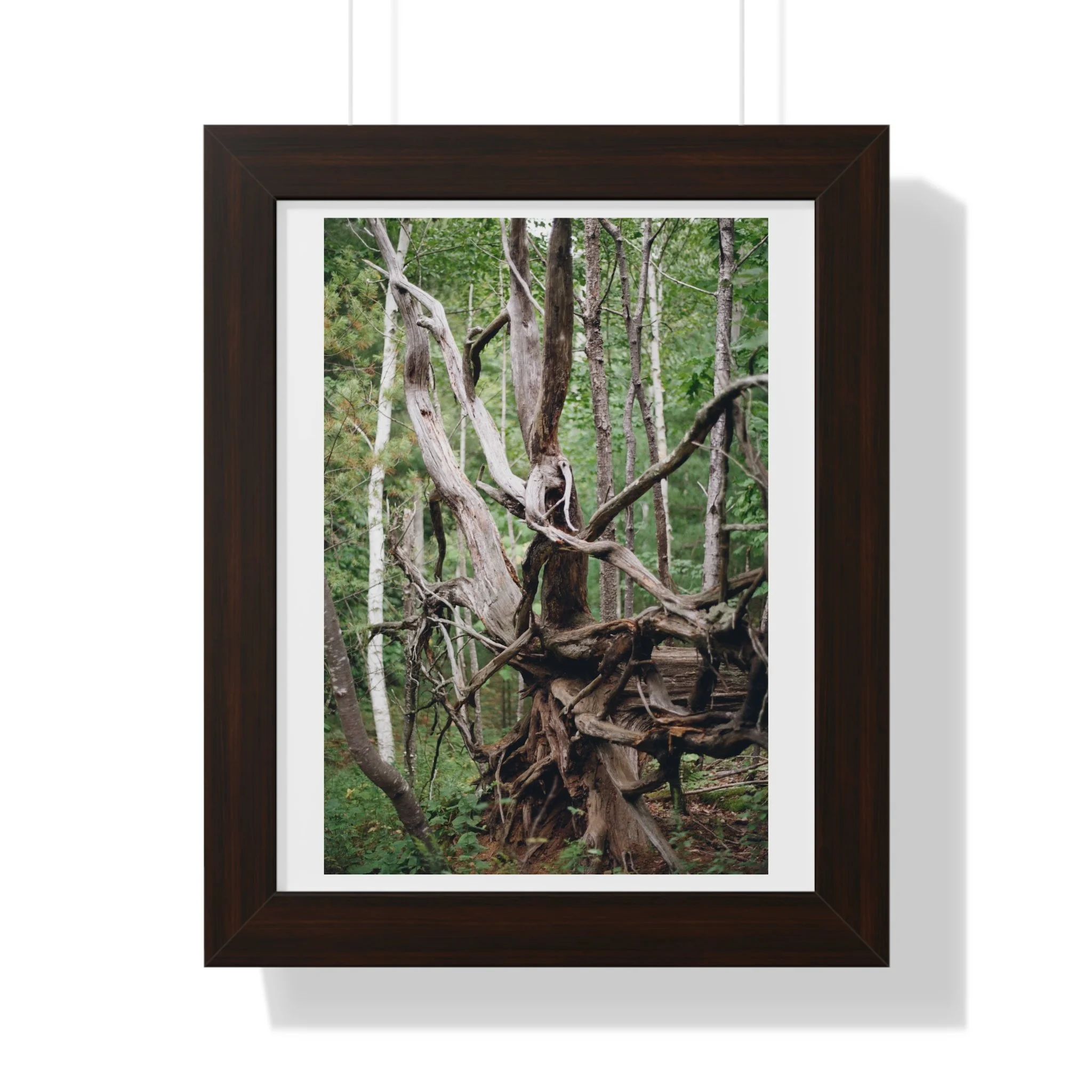 edffda54a2745ed685e36d02107a72b6