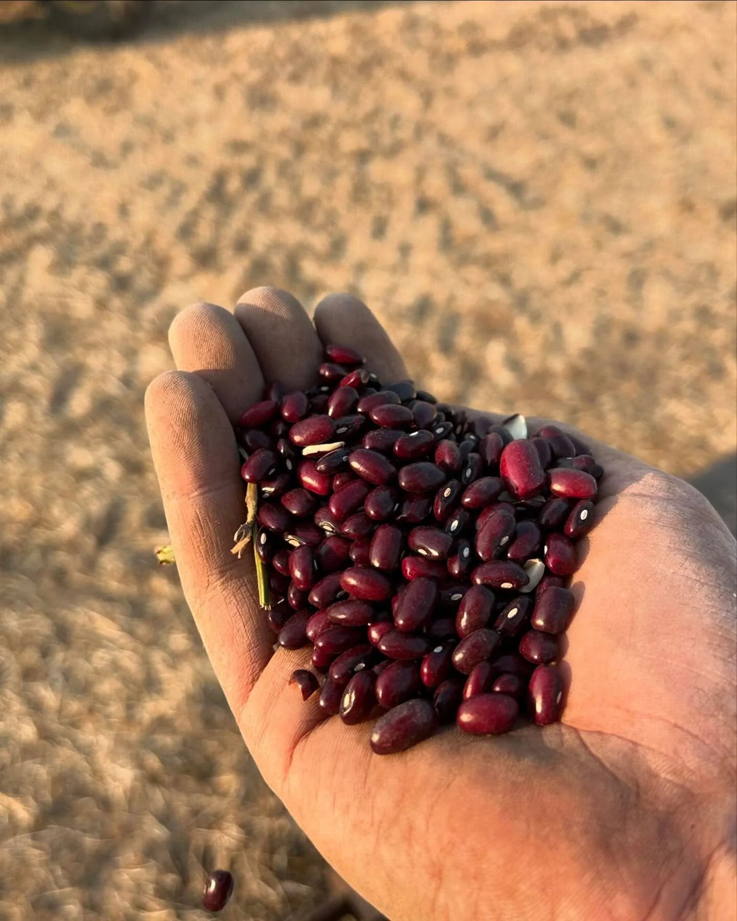 Sights from day 2 of harvest. 
We’ve harvested 4 more beans today, bringing our total to 9. Half of our varieties, over 2/3 of our volume.
