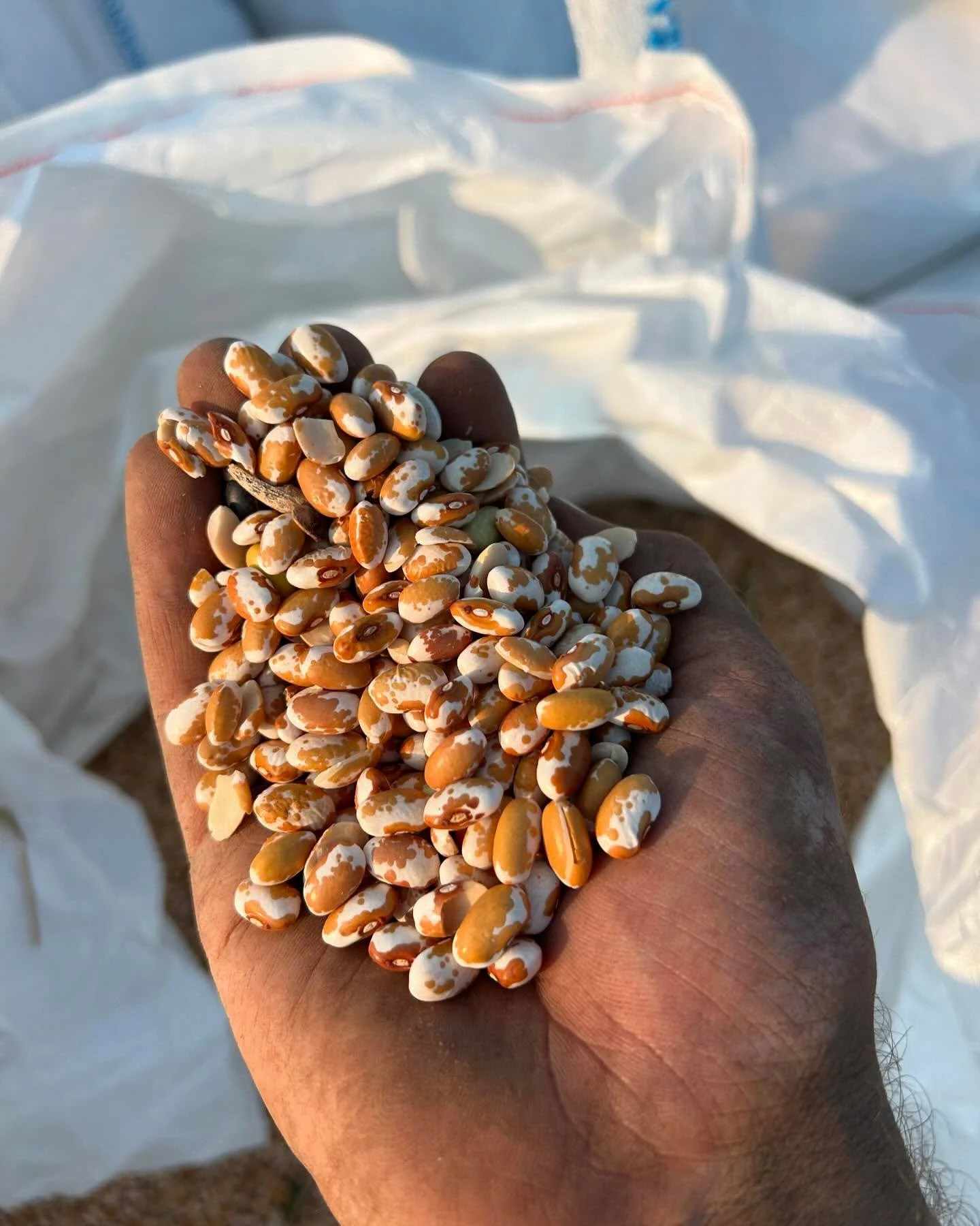 Sights from the first day of harvest. 
We started this morning by windrowing 5 different beans while the dew was still on so we didn’t break any pods and lose beans. Then we came back this afternoon in the heat of the day when things dried out