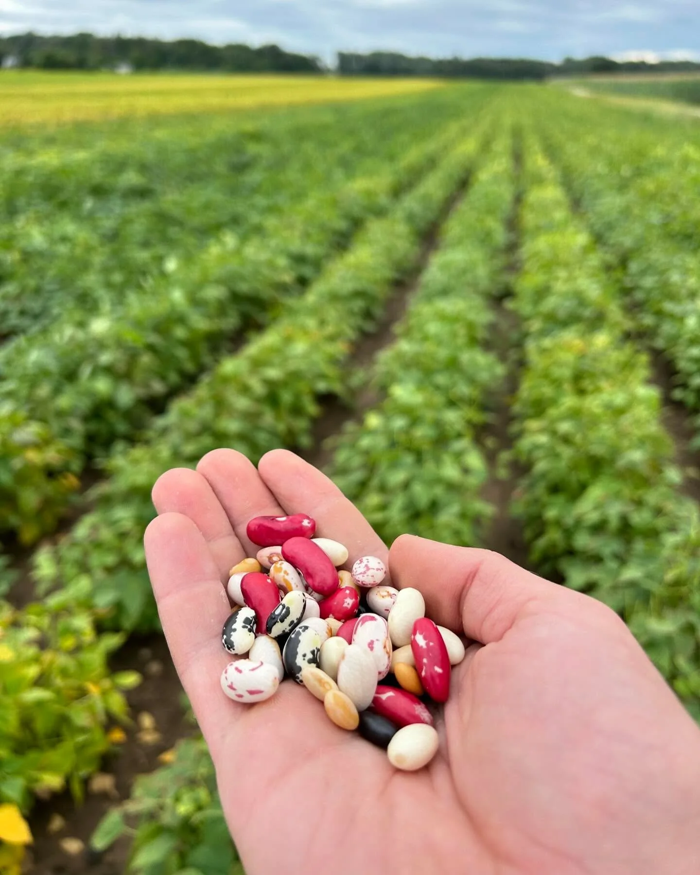 We are starting to see the change of seasons on the farm. 
#heirloombeans #heirloomdrybeans #michiganbeans #eatmorebeans
