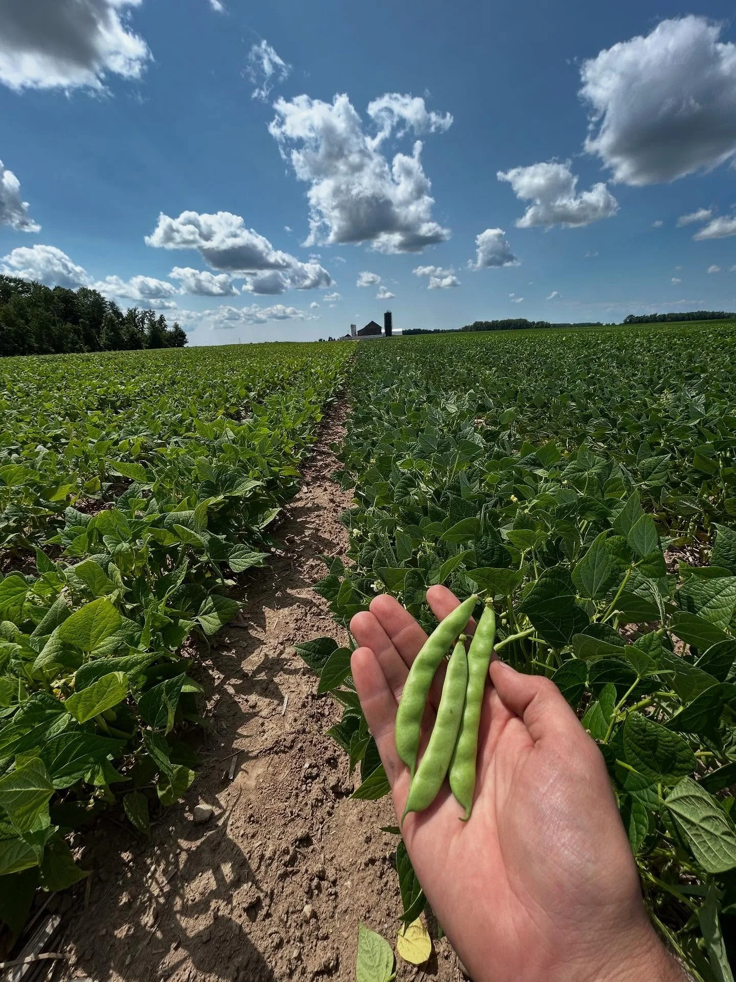 Where did summer go?! We’re hardly a month away from harvest. 
August is the month when our beans put on a show of color. The plants start to yellow as their growth cycle starts to wind down. We also see the pods grow and swell. Inside our bea