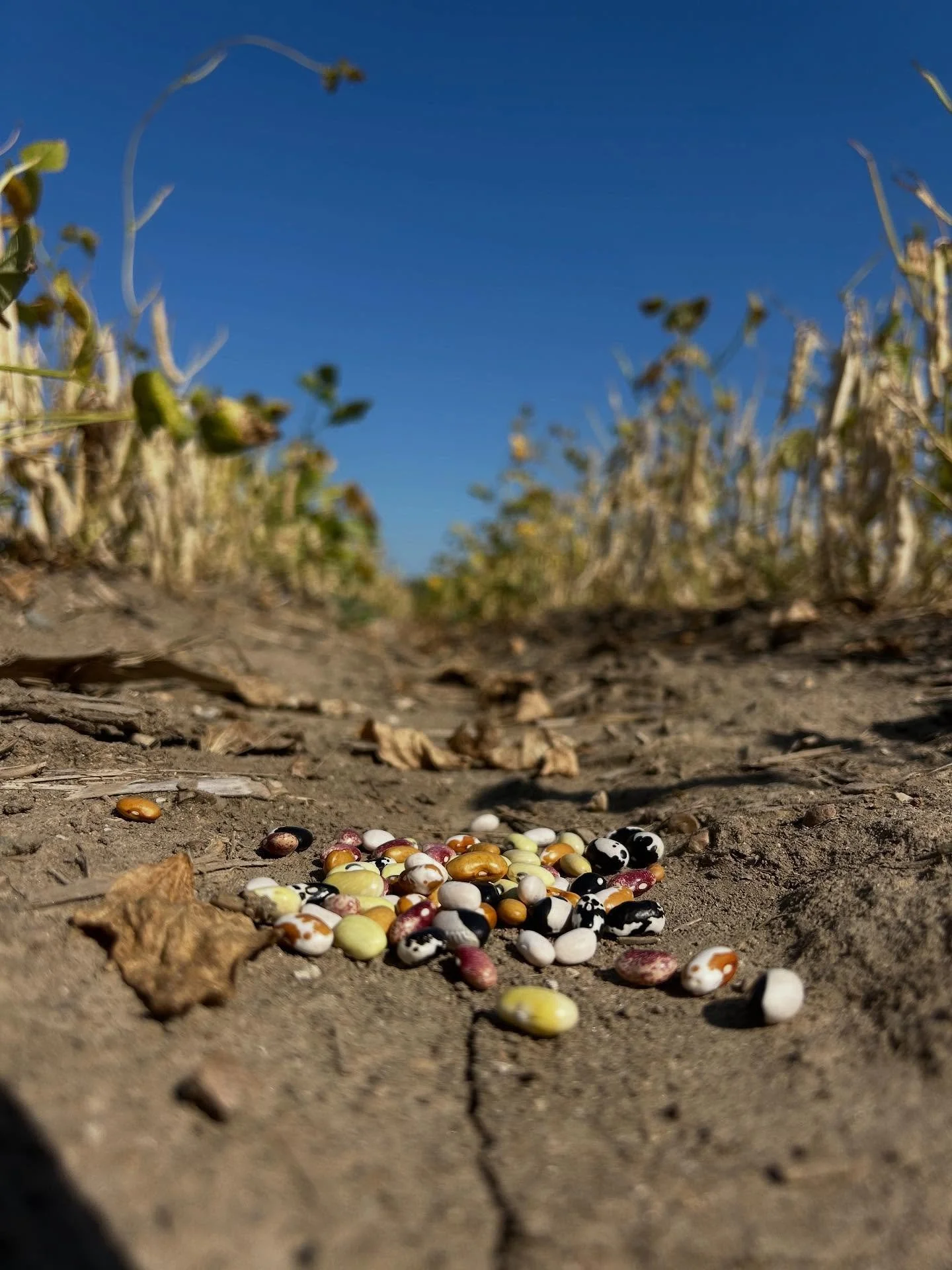 They say good things come to those who wait.
As harvest nears and the last leaves fall, patience becomes the most important part of the process. Each different bean must dry just right to capture the vibrant colors and rich flavors our heirloom bean