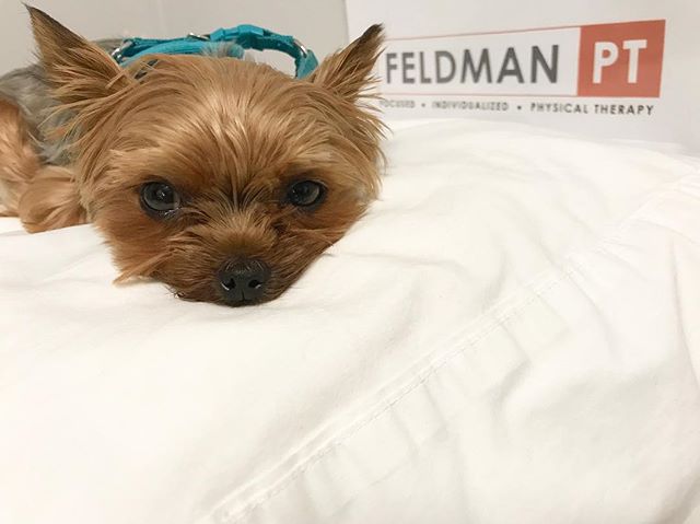 Todays workday was not too ruff! 🐶 #PiperthePup #officedog #feldmanpt #feldmanphysicaltherapy