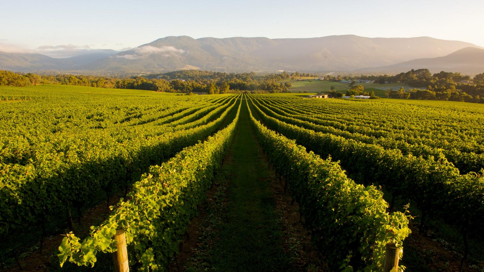vineyard-blending-wines