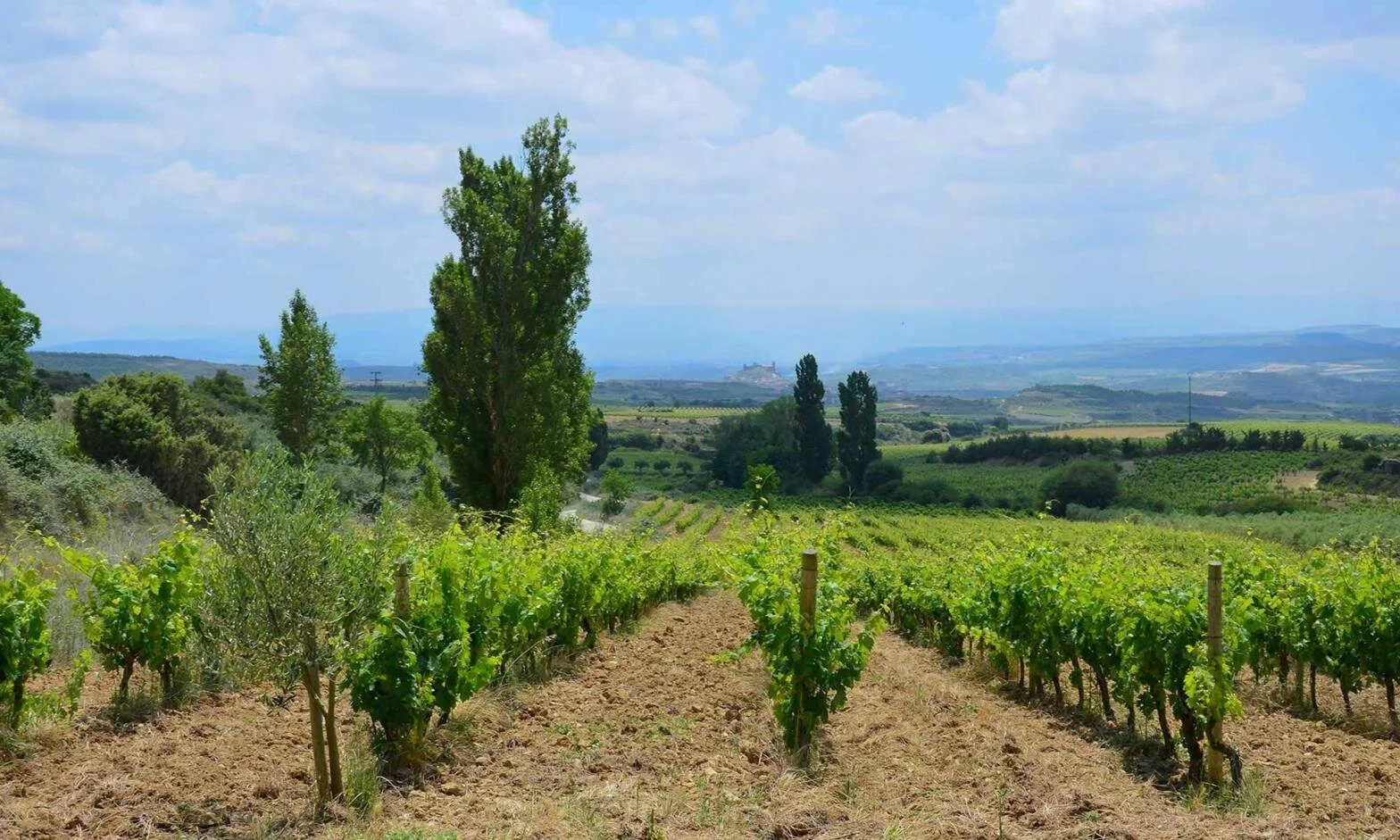 Rioja-Alavesa-Spain