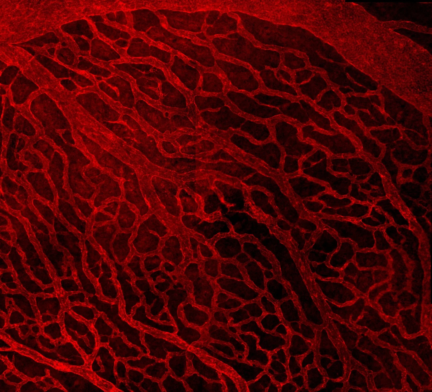 yolk sac-2.jpg