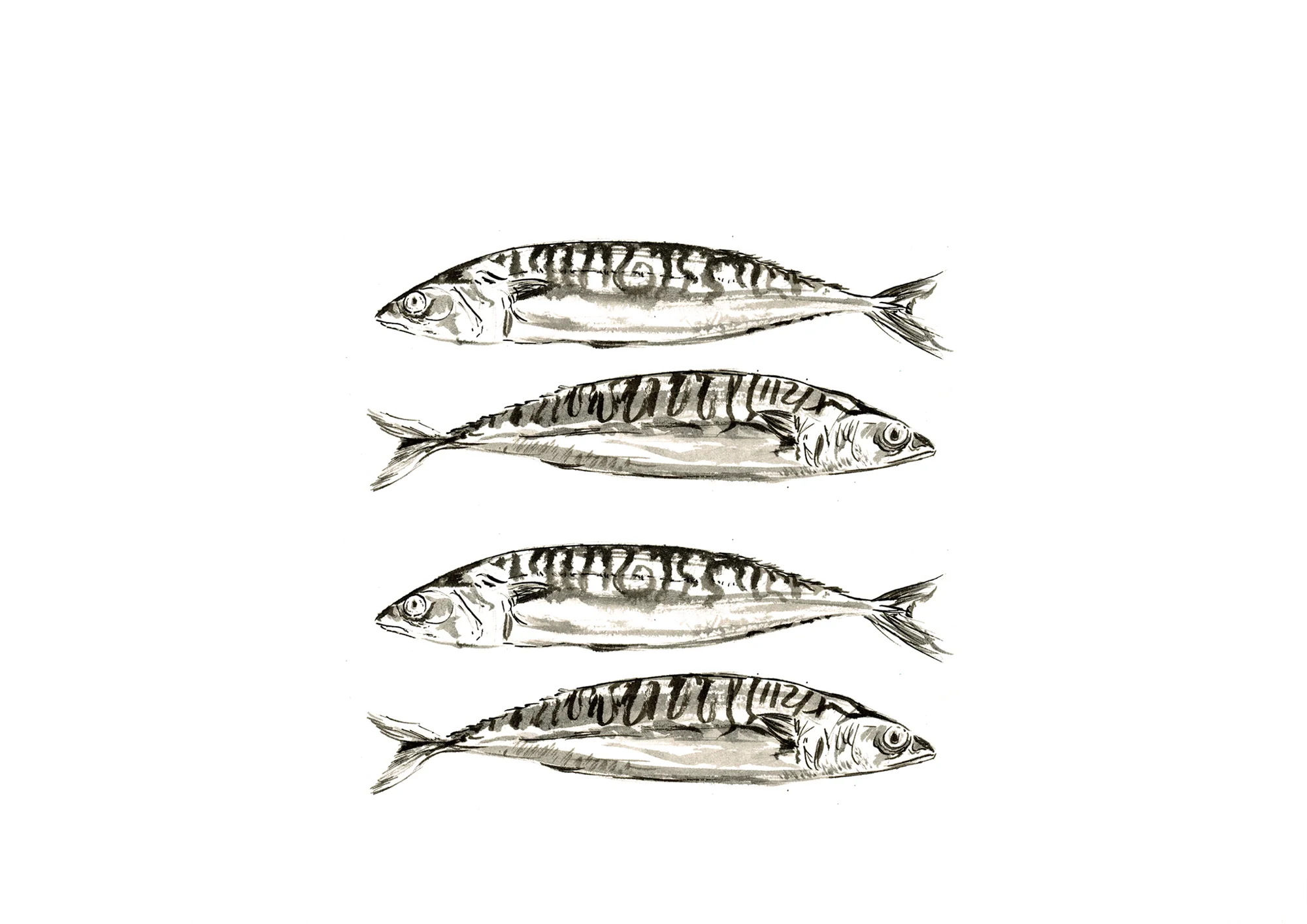 mackeral.jpg