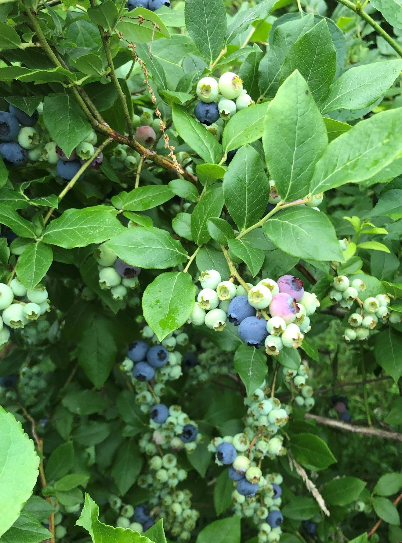 Blueberry Bush.jpeg