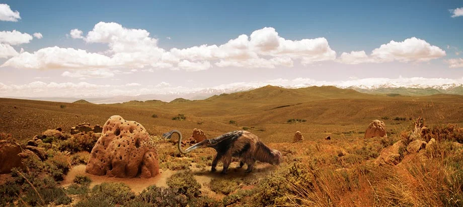 Anteater-WEB.jpg