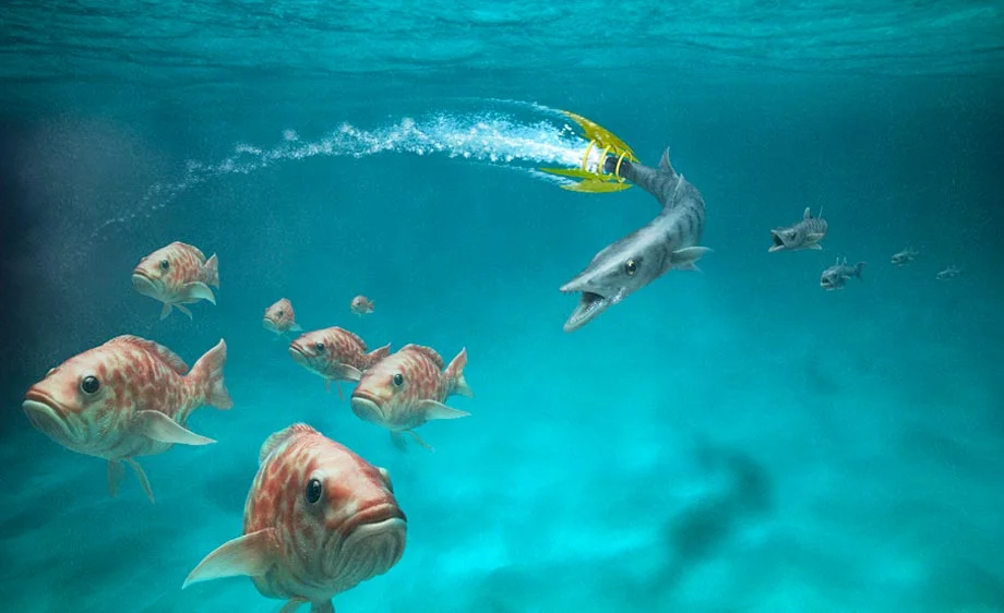 Barracuda-WEB.jpg