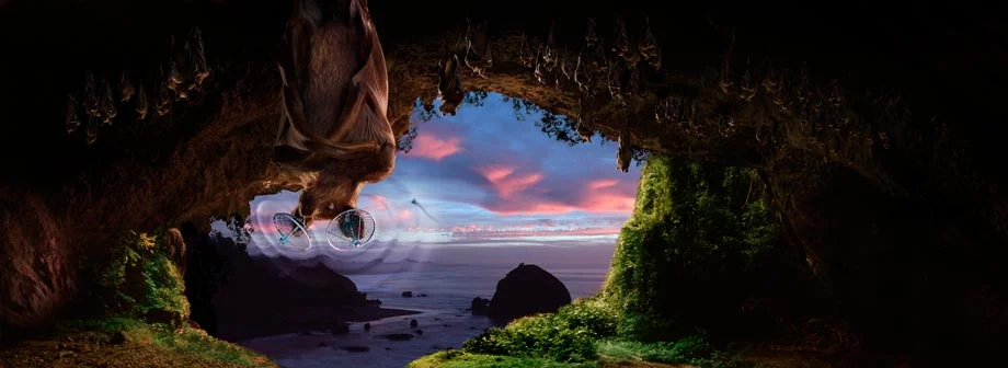 Bat-WEB.jpg