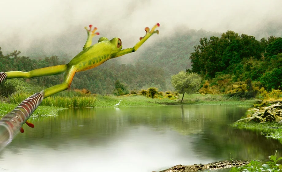 Frog-detail.jpg