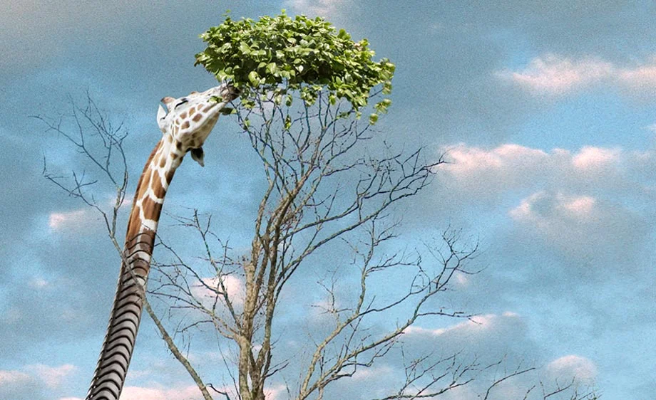 Giraffe7-detail.jpg