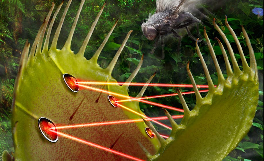 VenusFlyTrap-detail.jpg