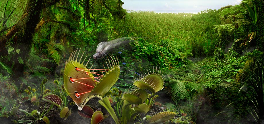 VenusFlyTrap-WEB.jpg