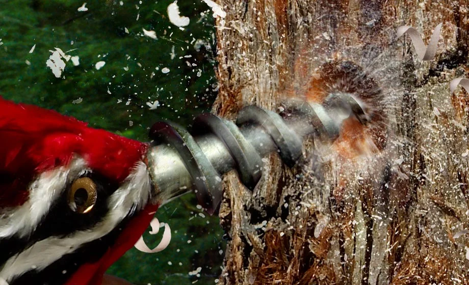 Woodpecker-detail.jpg