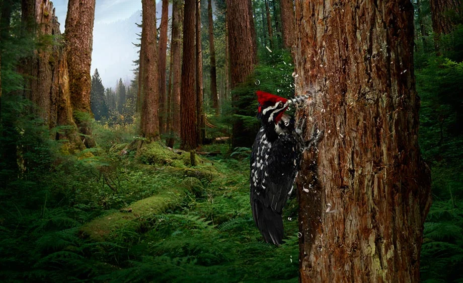 Woodpecker-WEB.jpg