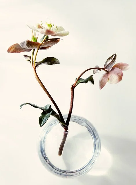 Still-Life_11.jpeg