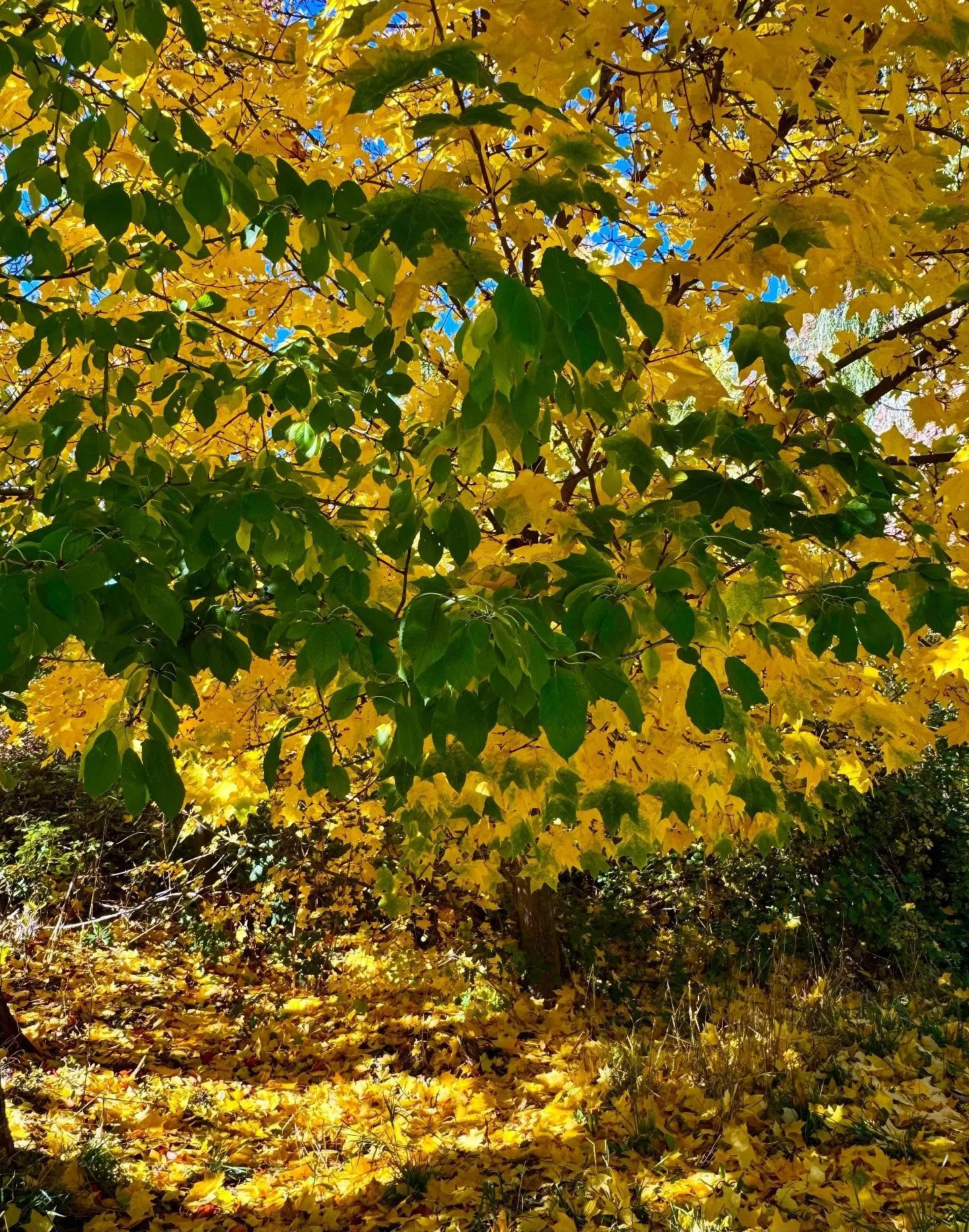 A heads up the store is closed today we&rsquo;re on a short vacation. Will be back open tomorrow. We are seeing the fall colors in the Mt. Shasta area. It is glorious.

#fallcolours #fallcolor #mountshasta #rarerecords