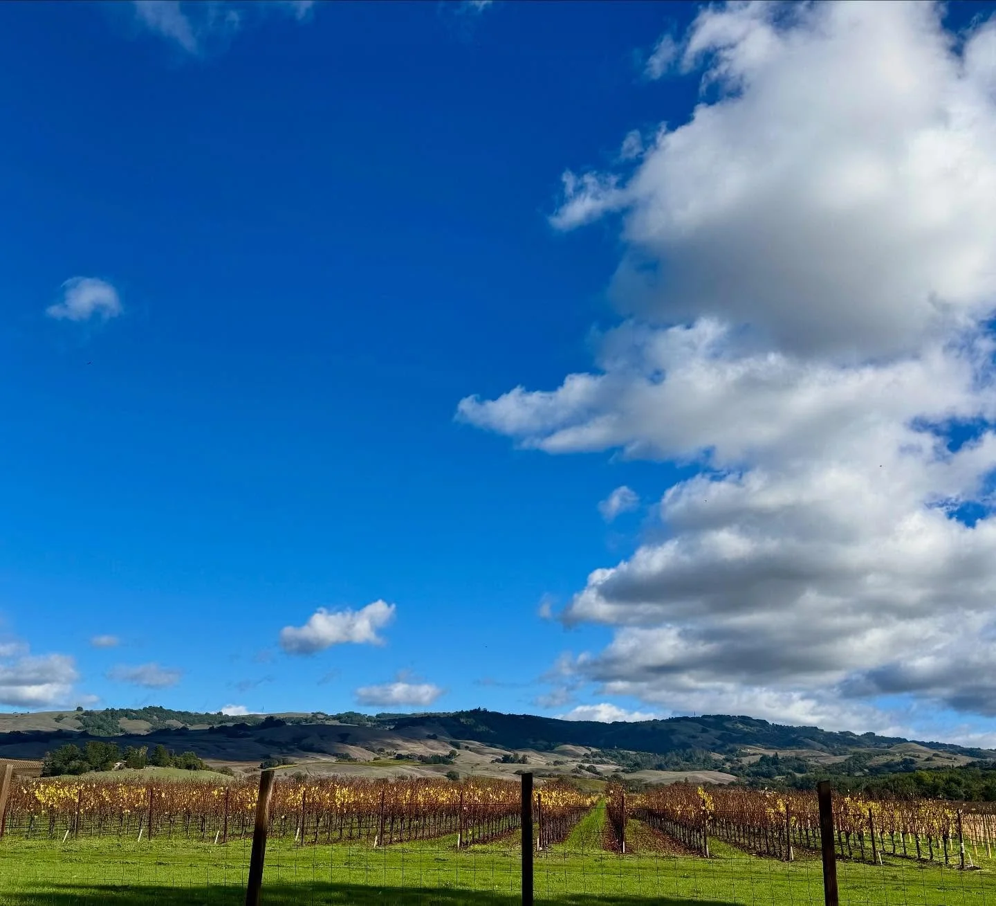 Yesterday&rsquo;s end of our block view. We love it here.

#sonomacounty #sonomamountain #penngrove #northbay #rarerecords